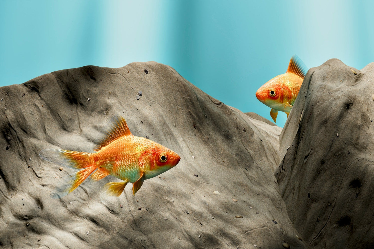 FishFlow – Aquarienfilter für klares Wasser und gesunde Fische